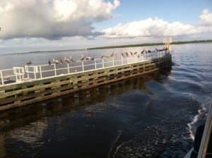 Birds line the railings under Sanibel Island Bridge.